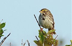 Savannah Sparrow